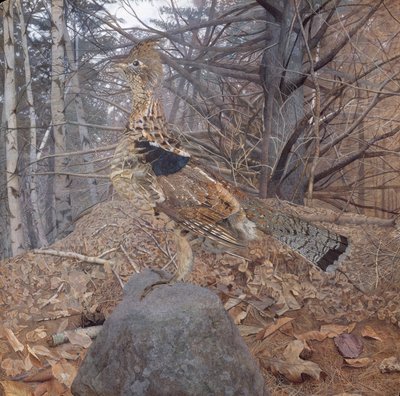 Male Ruffed Grouse in the Forest, 1907-08 by Gerald Thayer