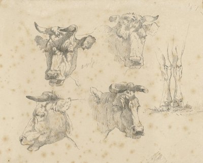 Study Sheet with Four Cow Heads and the Legs of a Cow by Gerard Bilders