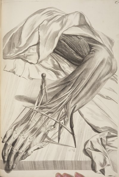 Anatomia Humani Corporis by Govard Bidloo by Gerard de Lairesse