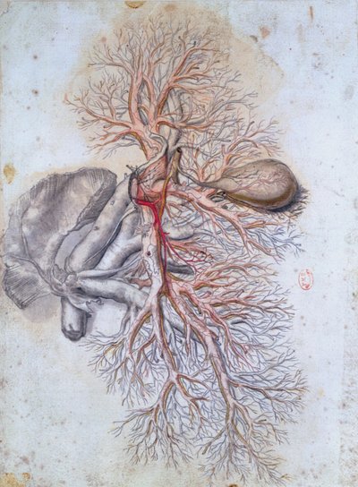 Blood vessels of the liver and the gall bladder, from Anatomia Humani Corporis by Govard Bidloo by Gerard de Lairesse