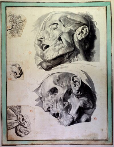 Debarked Human Heads: Muscles and Skeletons are Visible by Gerard de Lairesse