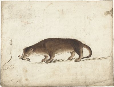 Otter with a Fish in Its Mouth by Gerard ter Borch (I)