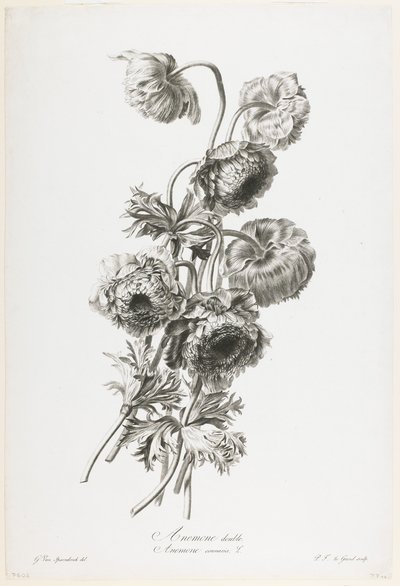 Anemone double, from Fleurs Dessinees d