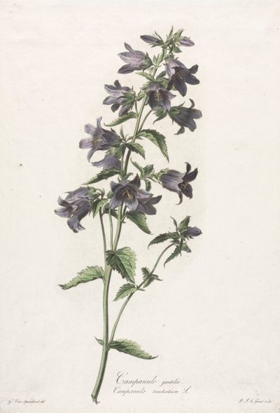 Flowers drawn from nature: Bellflower, c. 1800 by Gerard van Spaendonck
