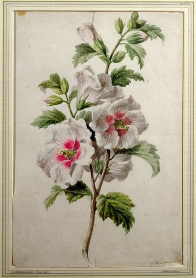 Hollyhocks by Gerard van Spaendonck