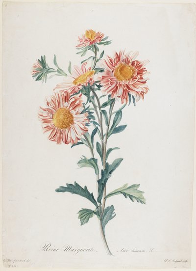 Reine-Marguerite, from Fleurs Dessinees d