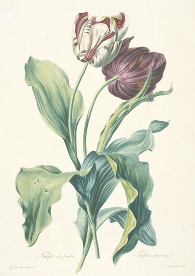 Garden Tulip, from Fleurs Dessinees d