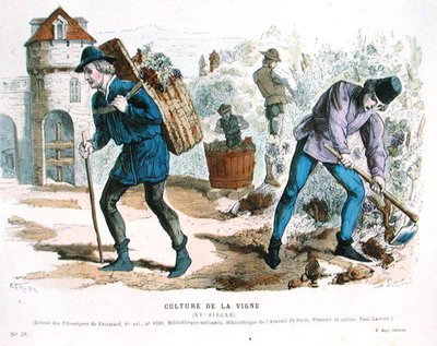 Viticulture in the Fifteenth Century, after 