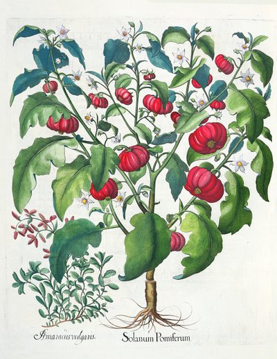 Solanum Pomiferum and Amaracus Vulgaris, from the Hortus Eystettensis by Basil Besler, pub. 1613 by German School