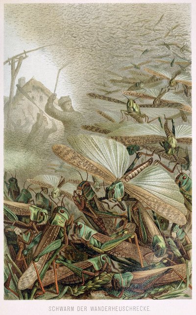 A Swarm of Locusts, from Brehm