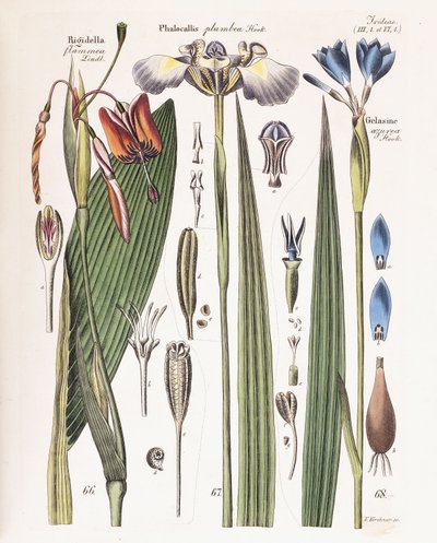 A Plate from "Journal for Gardeners, Botanists and Flower Lovers" by German School