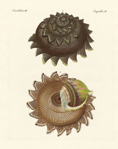 A Rare Mollusk Shell of the South Sea by German School