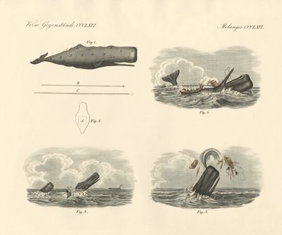 About the way of living and the capture of the large-headed trumpet whale or cachalot by German School