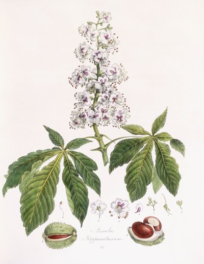 Aesculus Hippocastanum by German School