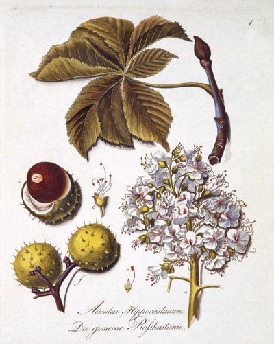Aesculus Hippocastanum, from 