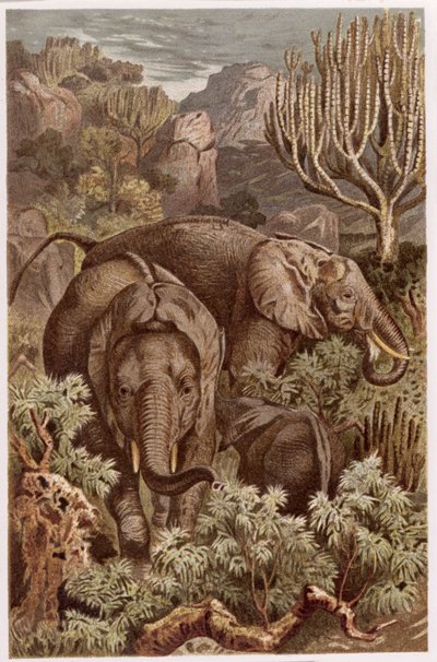 African Elephant, plate from Brehms Tierleben by German School