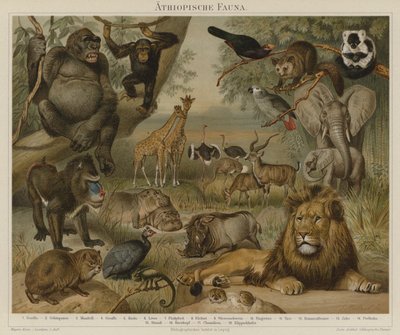 African fauna by German School