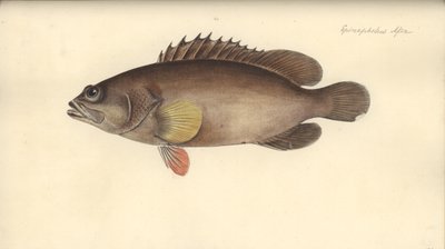 Alphestes Afer, before 1793 by German School