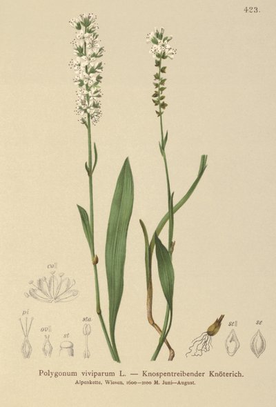 Alpine Bistort by German School
