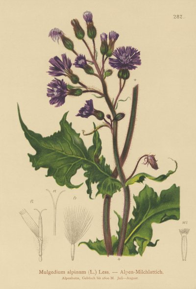 Alpine Blue Sow Thistle by German School