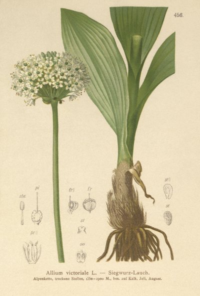 Alpine Leek by German School
