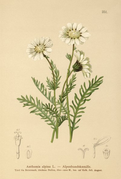 Alpine Mayweed by German School