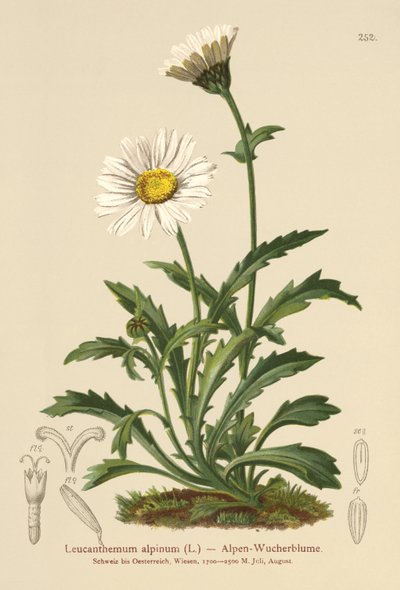 Alpine Moon Daisy by German School