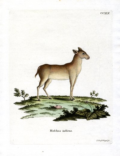Alpine Musk Deer by German School