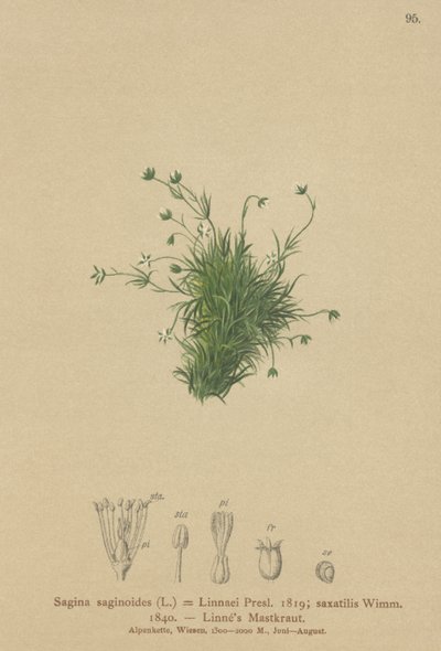 Alpine Pearlwort by German School