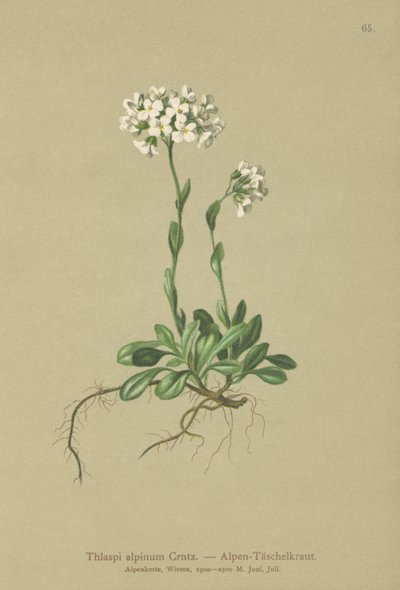 Alpine Pennycress by German School