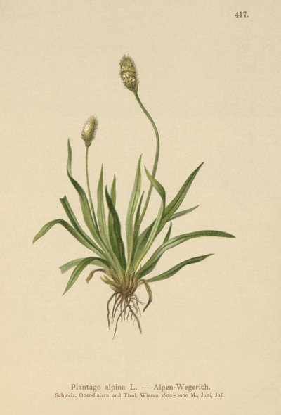 Alpine Plantain by German School
