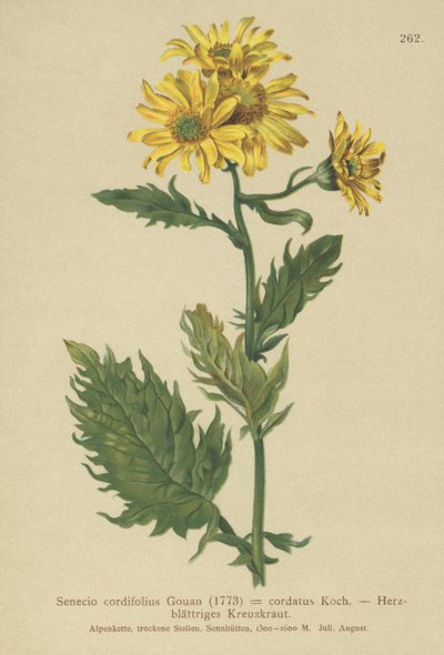 Alpine Ragwort by German School