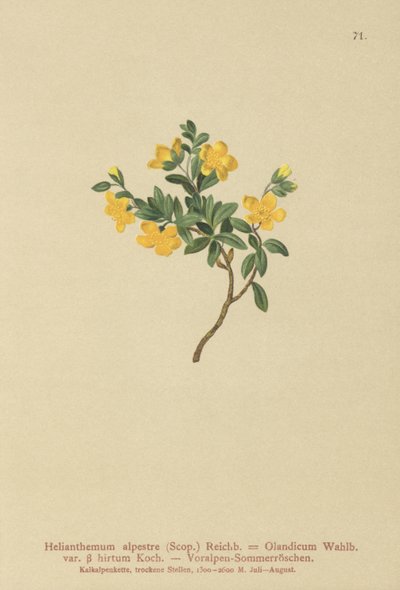 Alpine Rock-rose by German School