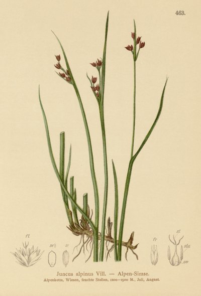 Alpine Rush by German School