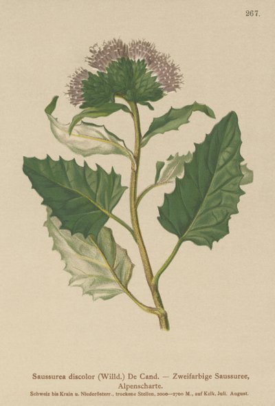 Alpine Saw-wort by German School