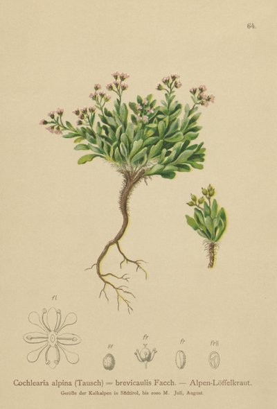 Alpine Scurvygrass by German School