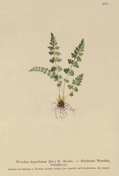 Alpine Woodsia by German School