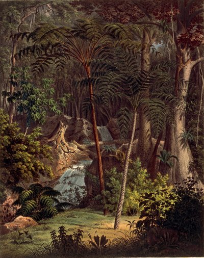 Amazon Rainforest, table XXVII from 