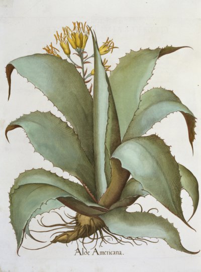 American Aloe, from the Hortus Eystettensis by Basil Besler, pub. 1613 by German School