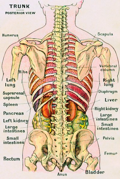 Anatomical View of the Human Torso by German School