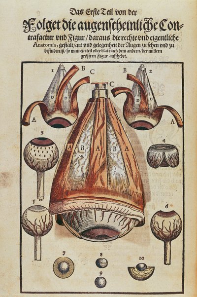 Anatomy of the Eye, from Ophthalmodouleia by Georg Bartisch, published in Dresden in 1583 by German School