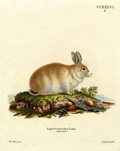 Angora Rabbit by German School
