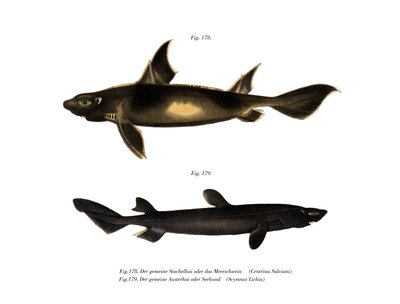 Angular Roughshark by German School
