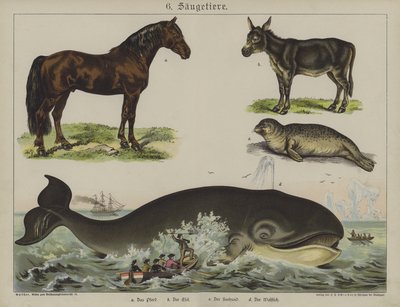 Animals by German School