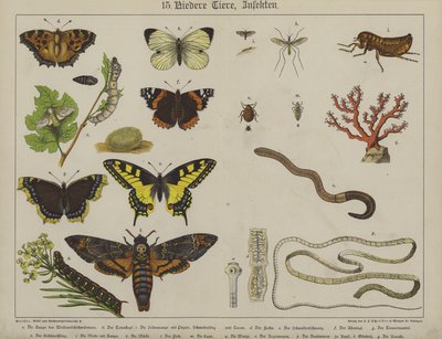 Animals by German School