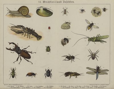 Animals by German School