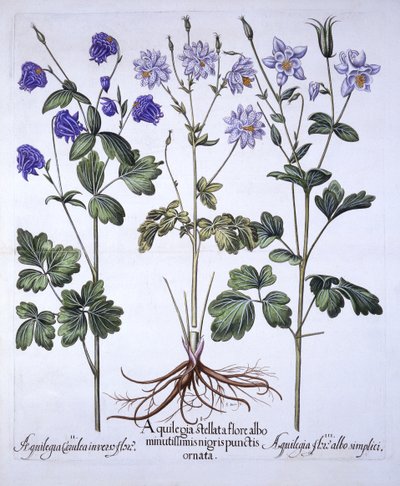 Aquilegia, from Hortus Eystettensis by German School