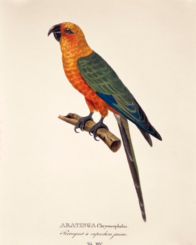 Aratinga Chrysocephalus, table XIV from 