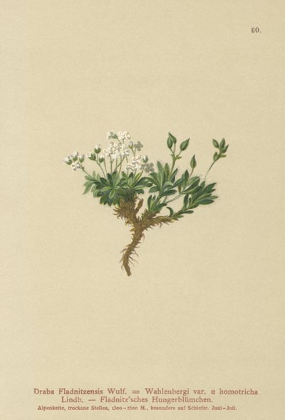 Arctic Draba by German School
