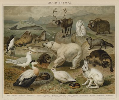 Arctic Fauna by German School